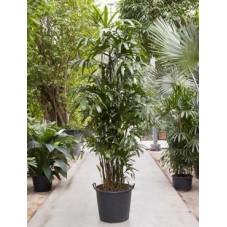 Rhapis excelsa  -  300 cm