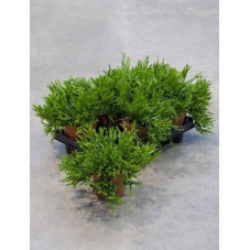 Rhipsalis awaldiana  ( lot de 3 u. )