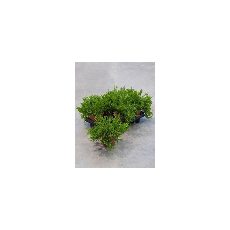 Rhipsalis awaldiana  ( lot de 3 u. )