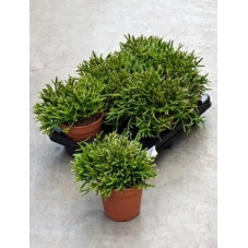 Rhipsalis burchelli  ( lot de 2 u. )