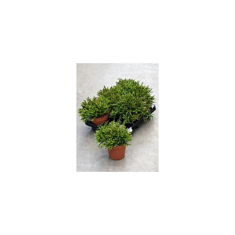 Rhipsalis burchelli ( lot de 2 u. ) Rhipsalis burchelli ( lot de 2 u. )