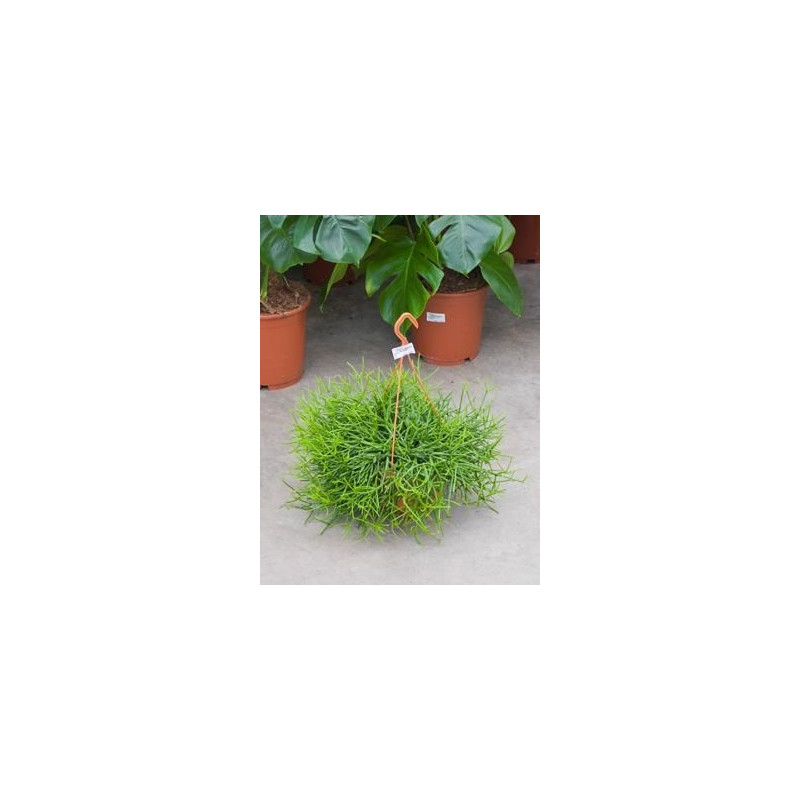 Rhipsalis heteroclada Rhipsalis heteroclada