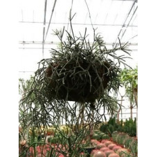 Rhipsalis pilocarpa