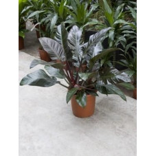 Philodendron imperial red