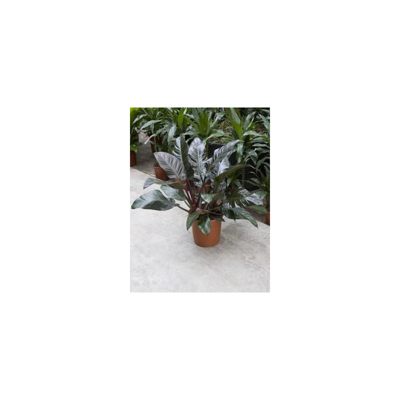 Philodendron imperial red