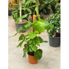 Philodendron pertusum