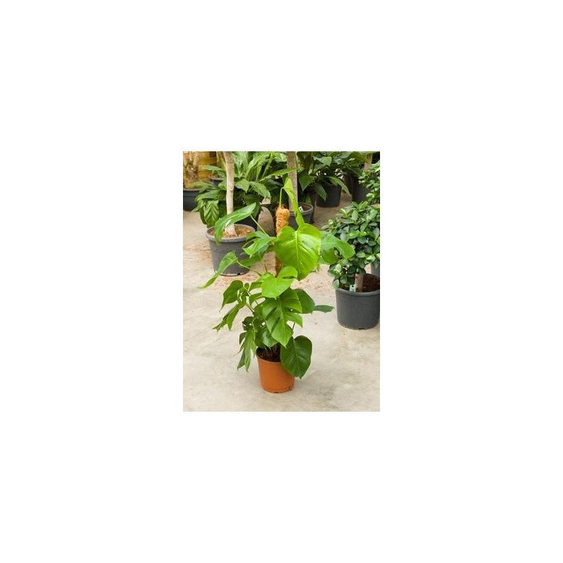 Philodendron pertusum Philodendron pertusum