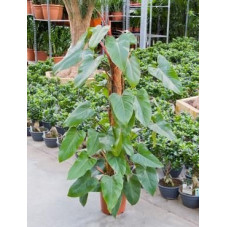 Philodendron red emerald