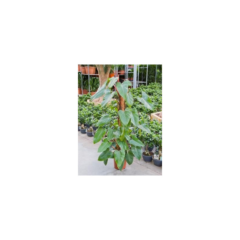 Philodendron red emerald Philodendron red emerald