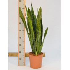 Sanseviera zeylanica  -  80 cm