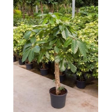 Schefflera actinophylla