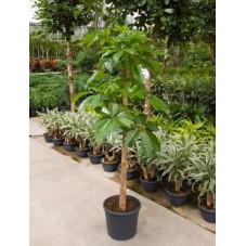 Schefflera actinophylla  -  190 cm