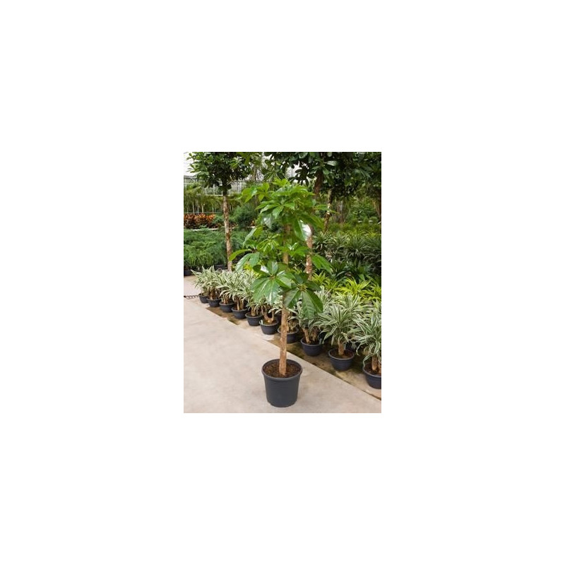 Schefflera actinophylla - 190 cm Schefflera actinophylla - 190 cm