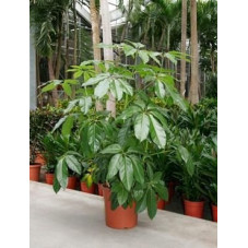 Schefflera amate