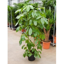 Schefflera amate  -  170 cm