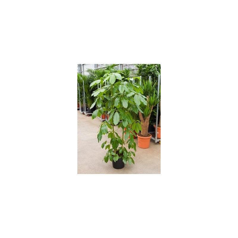 Schefflera amate - 170 cm Schefflera amate - 170 cm