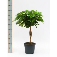 Schefflera arboricola  -  tige