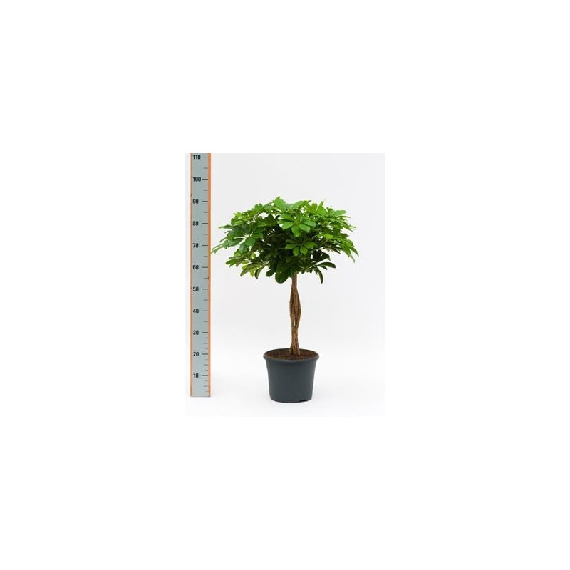 Schefflera arboricola  -  tige