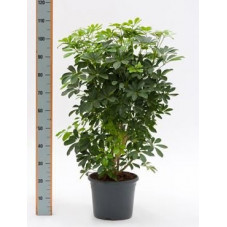 Schefflera arboricola  -  120 cm