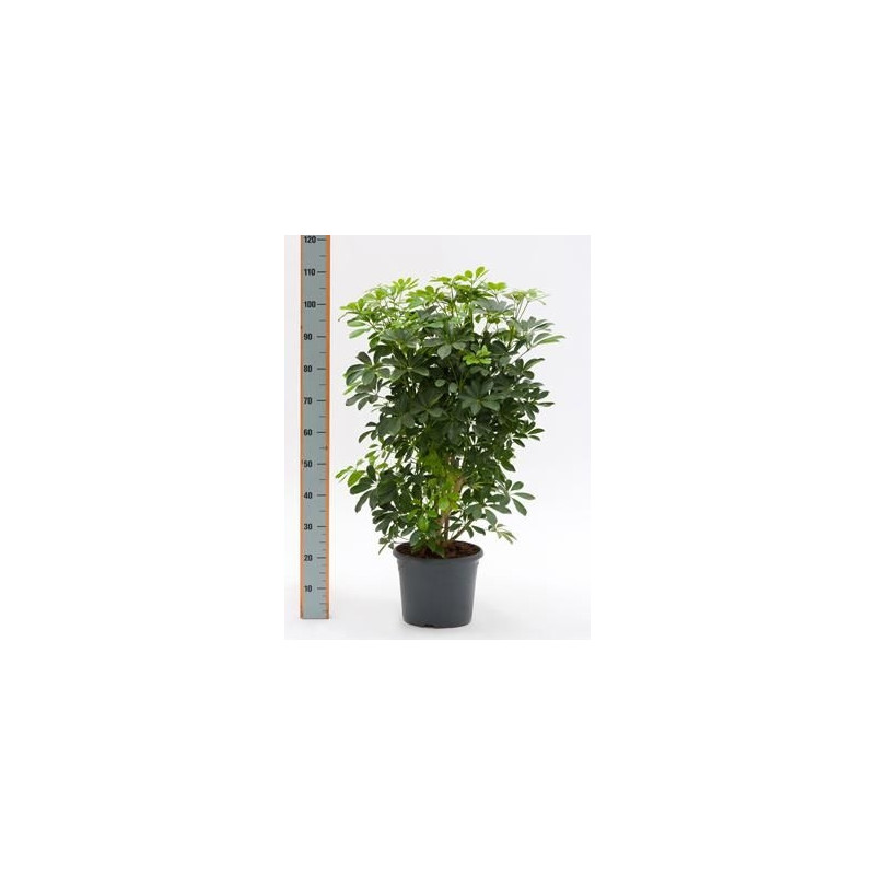 Schefflera arboricola  -  120 cm