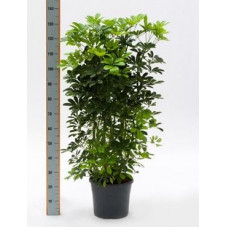 Schefflera arboricola  -  140 cm