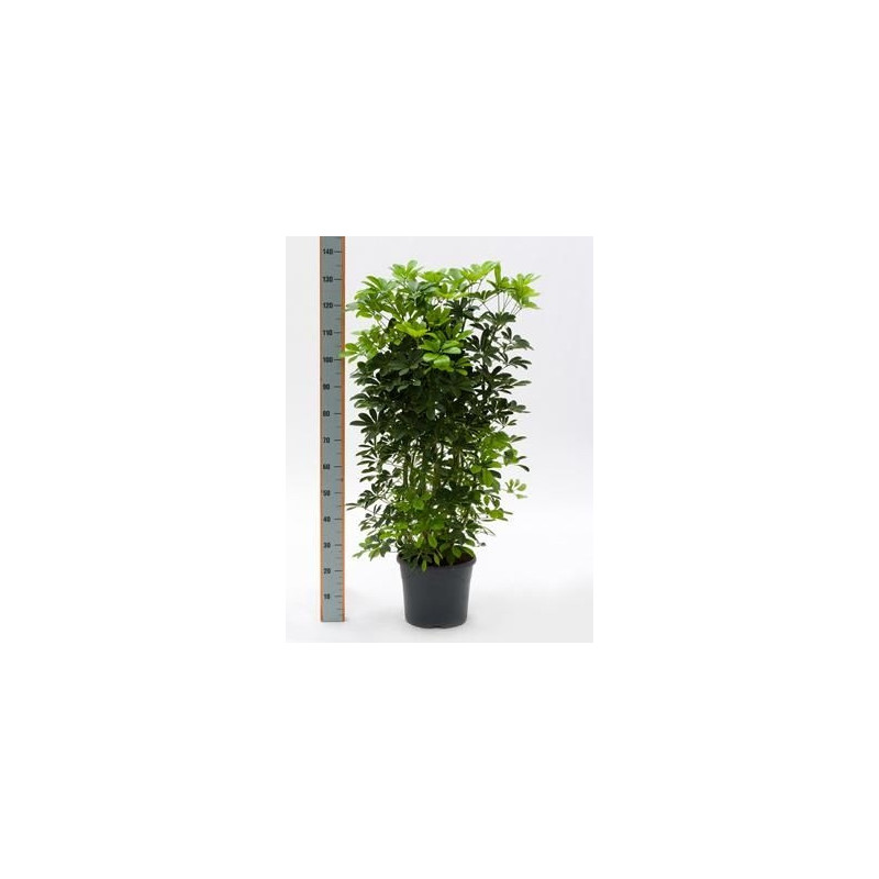 Schefflera arboricola - 140 cm Schefflera arboricola - 140 cm