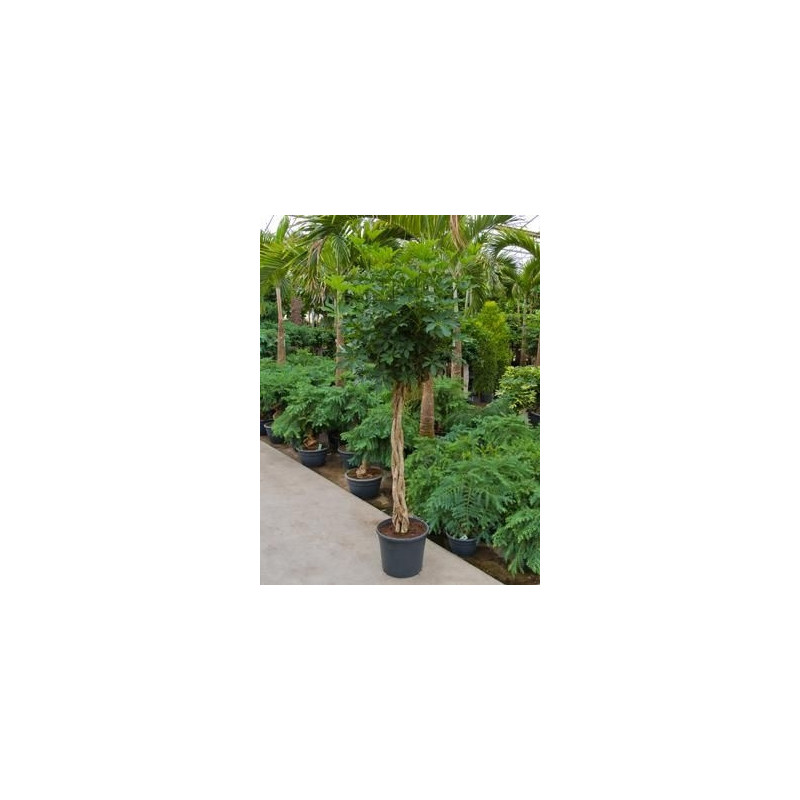 Schefflera arboricola  -  tige  180 cm
