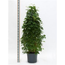 Schefflera arboricola  -  pyramide