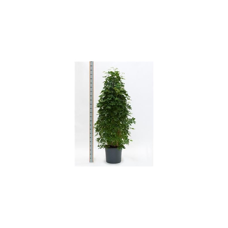 Schefflera arboricola - pyramide Schefflera arboricola - pyramide