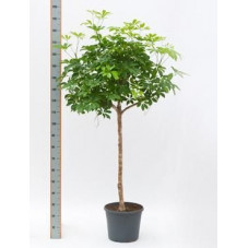 Schefflera arboricola  -  tige  160 cm