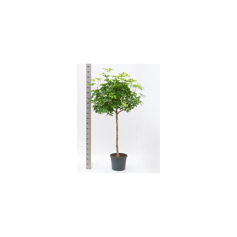 Schefflera arboricola  -  tige  160 cm