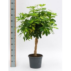 Schefflera gold capella