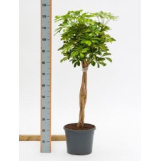 Schefflera gold capella  tige  110 cm