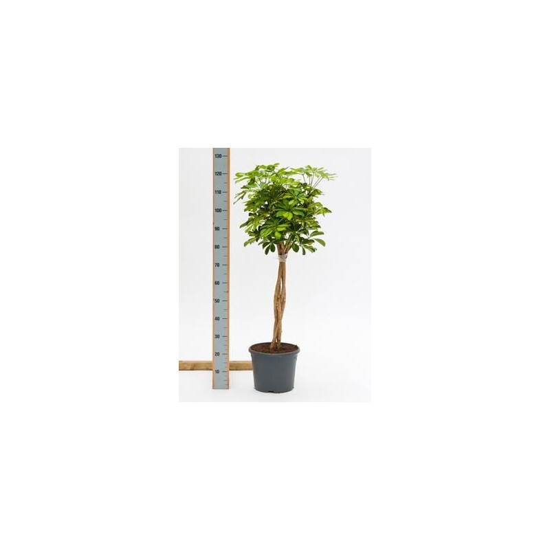 Schefflera gold capella  tige  110 cm