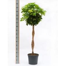 Schefflera gold capella  tige  150 cm