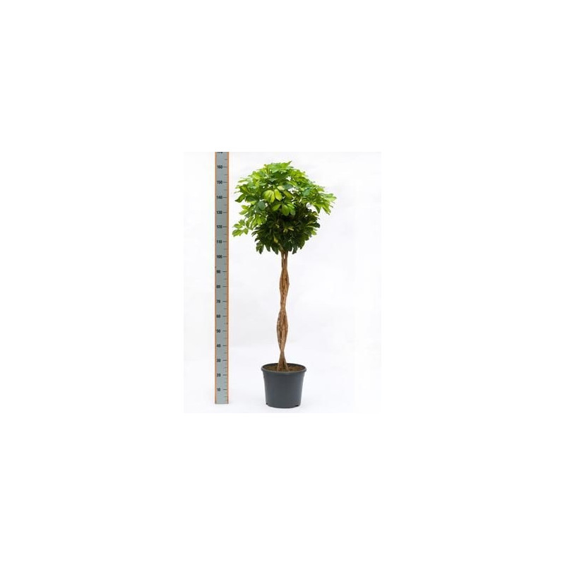 Schefflera gold capella  tige  150 cm