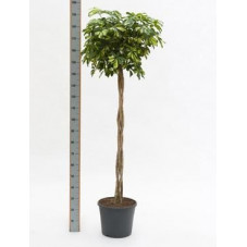 Schefflera gold capella  tige  180 cm