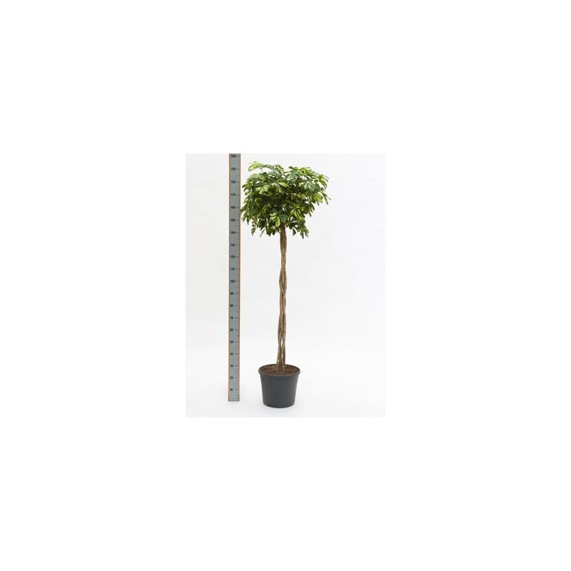 Schefflera gold capella  tige  180 cm