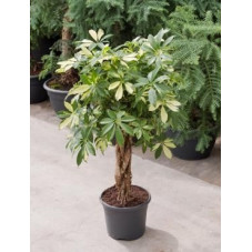 Schefflera trinette