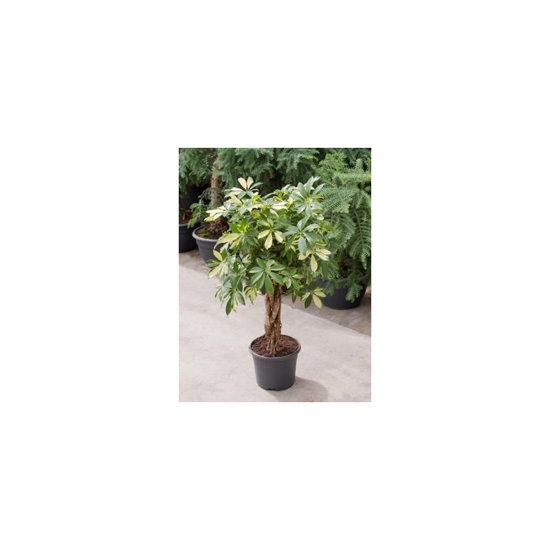 Schefflera trinette Schefflera trinette