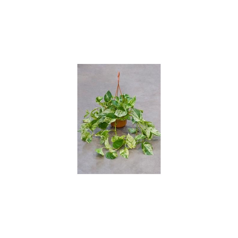 Scindapsus marble queen Scindapsus marble queen