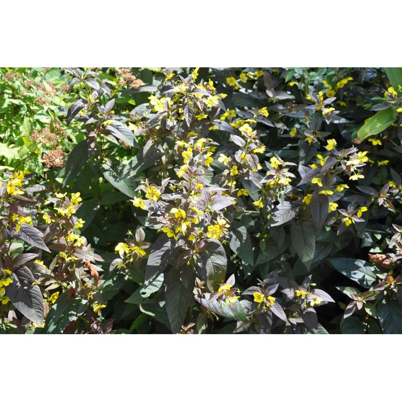 Lysimachia ciliata "firecracker" Lysimachia ciliata "firecracker"