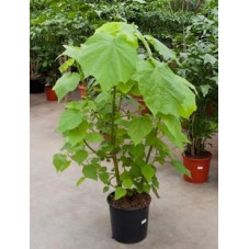 Sparmannia africana  -  160 cm