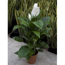 Spathiphyllum lima