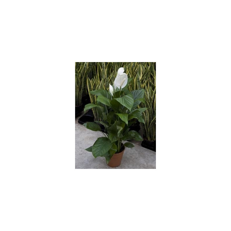 Spathiphyllum lima Spathiphyllum lima