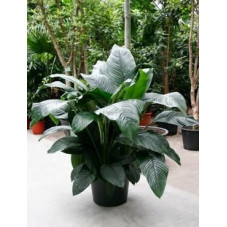 Spathiphyllum sensation  -  150 cm