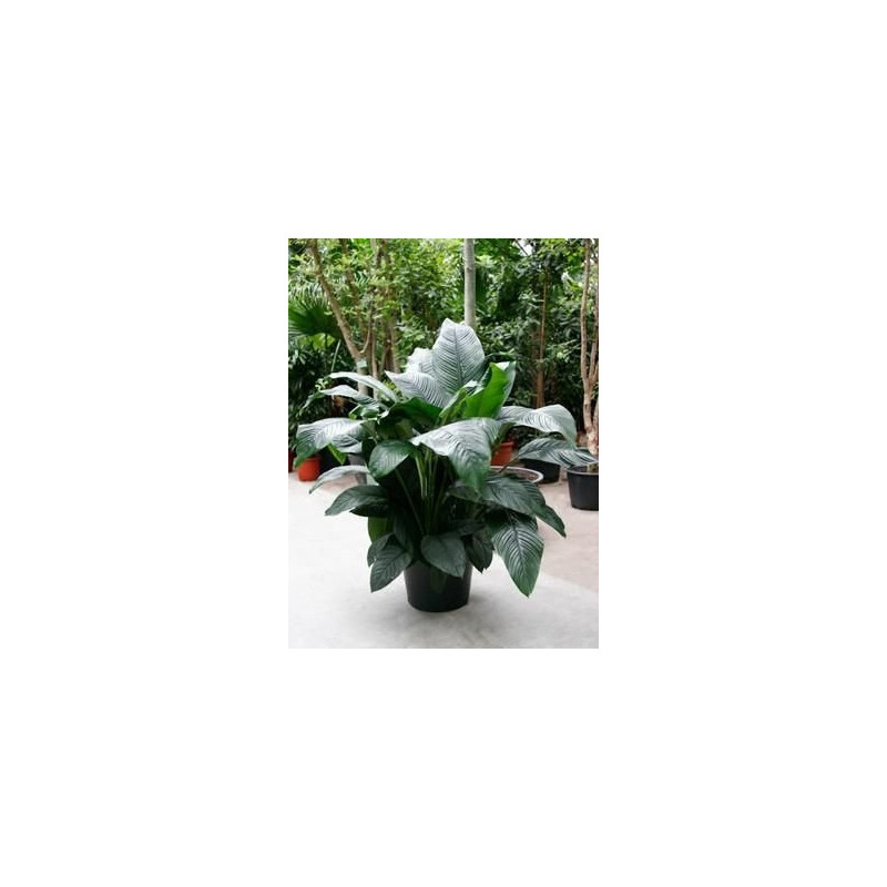 Spathiphyllum sensation - 150 cm Spathiphyllum sensation - 150 cm