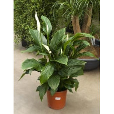 Spathiphyllum silvana