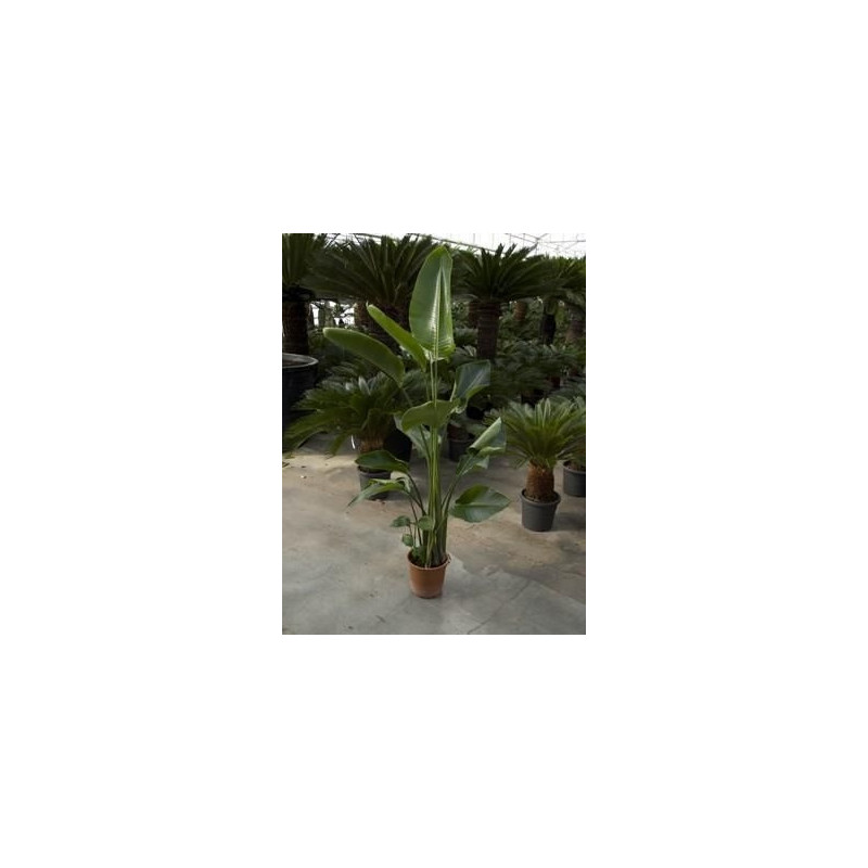 Strelitzia nicolai Strelitzia nicolai
