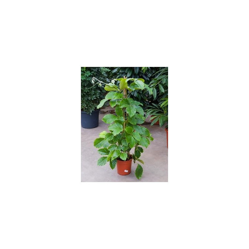 Tetrastigma voinierianum Tetrastigma voinierianum